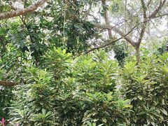 -海南热带野生动植物园