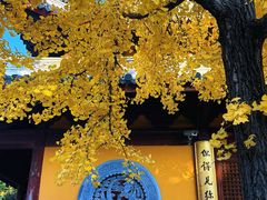 -龙华素斋(龙华路店)