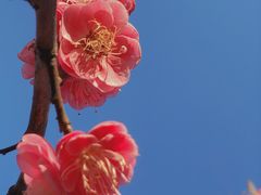-香雪海