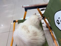 -平行世界·猫咖(首经贸店)