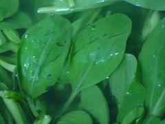 鸡毛菜-彭盛菜市场