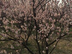 -蜀冈西峰生态公园