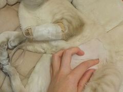 -宠爱国际动物医院·消化内科·心肾内科·ISFM猫友好(望京店)