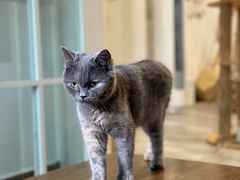 -楼上猫咖(罗湖店)