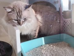 -70cat德文卷毛猫·缅因猫纯种猫舍