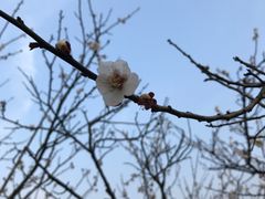 -香雪海