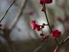 -北京鹫峰国家森林公园