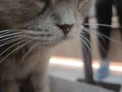 -喵园·猫主题咖啡厅·撸猫·猫咖(国贸店)