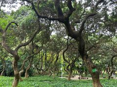 -黄埔荔枝公园