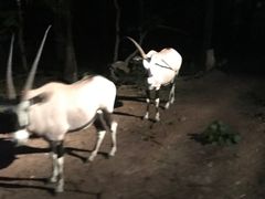 -清迈夜间动物园