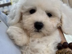 -翊宠yipet猫狗购宠庄园犬舍•猫舍