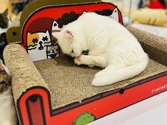 -COLOR PETS 撸猫馆·购猫·猫咖(长风大悦城店)