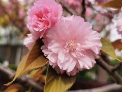 -高东镇樱花园
