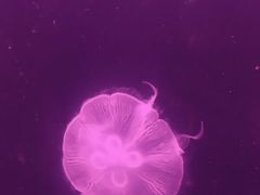 -深圳野生动物园