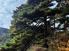 -黄山风景区