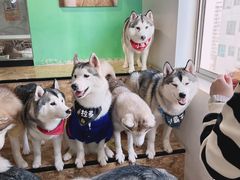 小苹果-Husky Go! 哈士奇体验馆·宠物咖啡厅狗咖