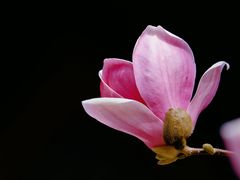 -大觉寺-停车场