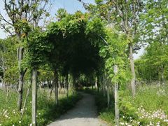 -上海长兴岛郊野公园