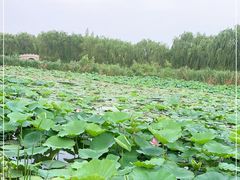 -济南大明湖景区