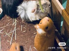 -藦茜花园宠物主题亲子互动体验馆(国顺东路店)