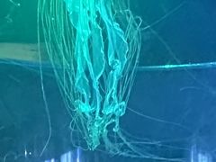 -苏州海洋馆