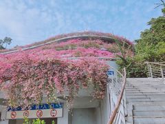 -深圳仙湖植物园