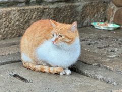 -龙华寺