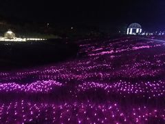 -大塘金香草谷