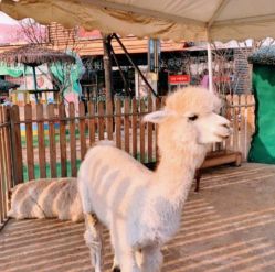 -萌宠亲子动物乐园(槐房万达店)