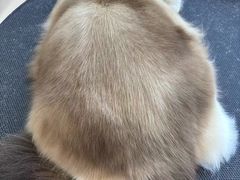 -老吴的猫·猫舍(新区店)