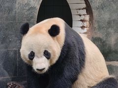 -中国大熊猫保护研究中心雅安碧峰峡基地