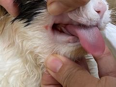 -北京观赏动物医院·24小时大型综合·猫专科·异宠专科