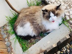 -喵屿·大理花园猫咖