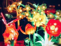 -锦江乐园舞狸花花游园会(夜场专享)