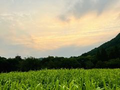 -八卦田遗址公园