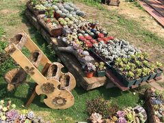 -广东花都香草世界旅游度假区