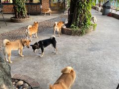 -柴犬高等学院·狗咖·柴犬售卖·宠物训练