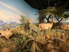 -陕西自然博物馆