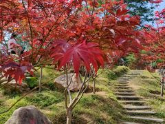 -广州市帽峰山景区