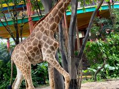 -广州长隆国际大马戏