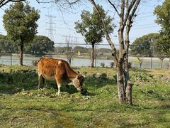 -乌村