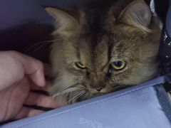 -瑞派动物医院·猫专科·至诚(江南中分院)