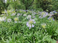 -铁山坪森林公园