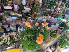 -循礼门鲜花花市(武汉循礼门店)