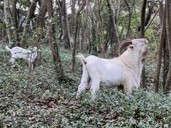 -上海佘山国家森林公园天马山园