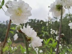 -中山市树木园
