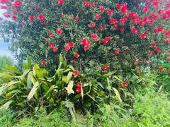 -桤木河湿地公园