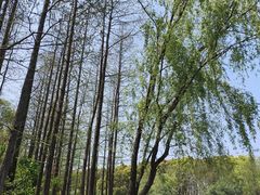 -新江湾城公园