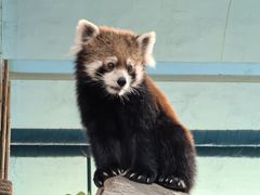 -石家庄市动物园