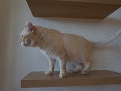 -猫腻·猫咖·撸猫馆(星光大道店)